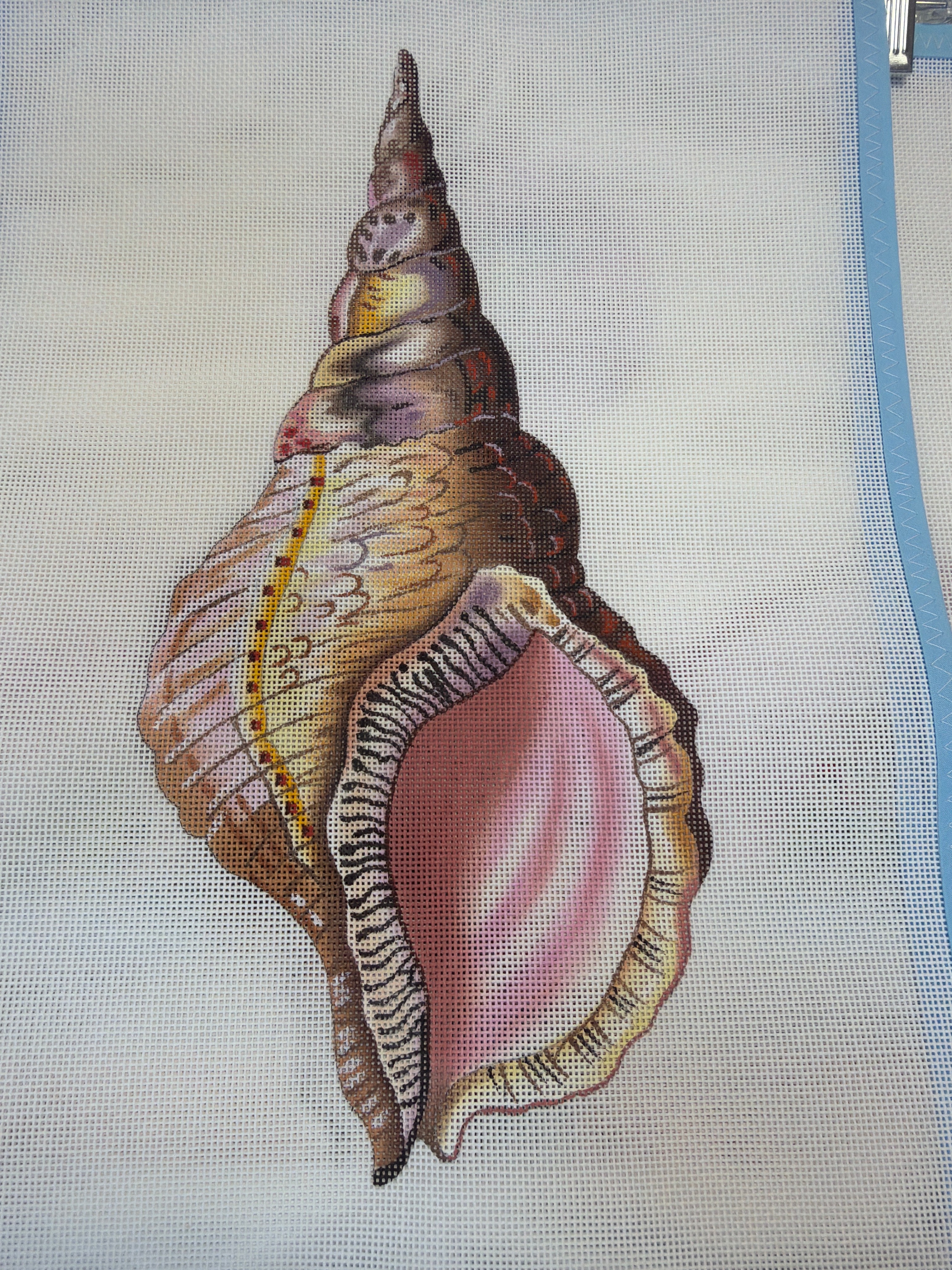 Conch Seashell Front