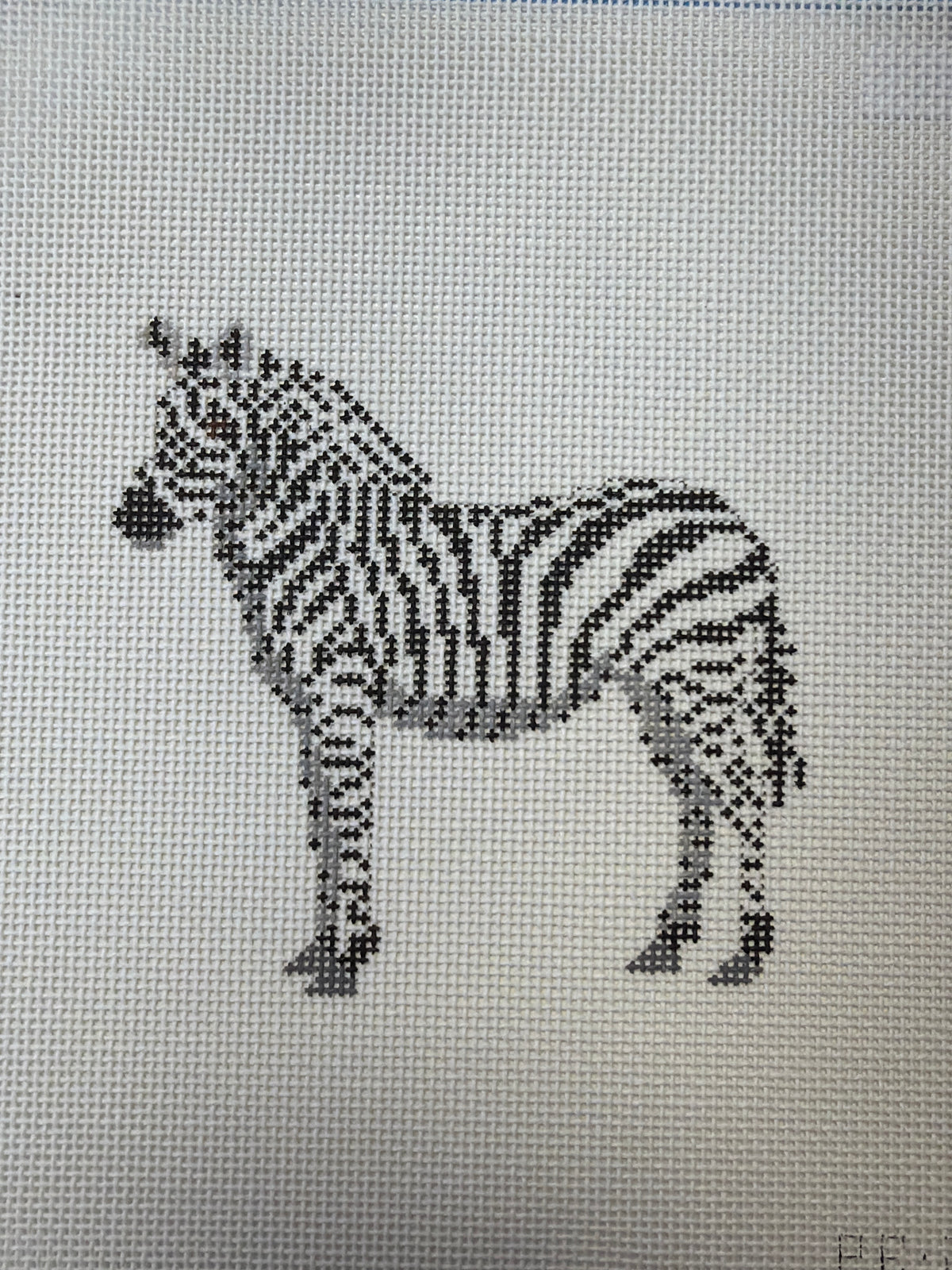 African Zebra