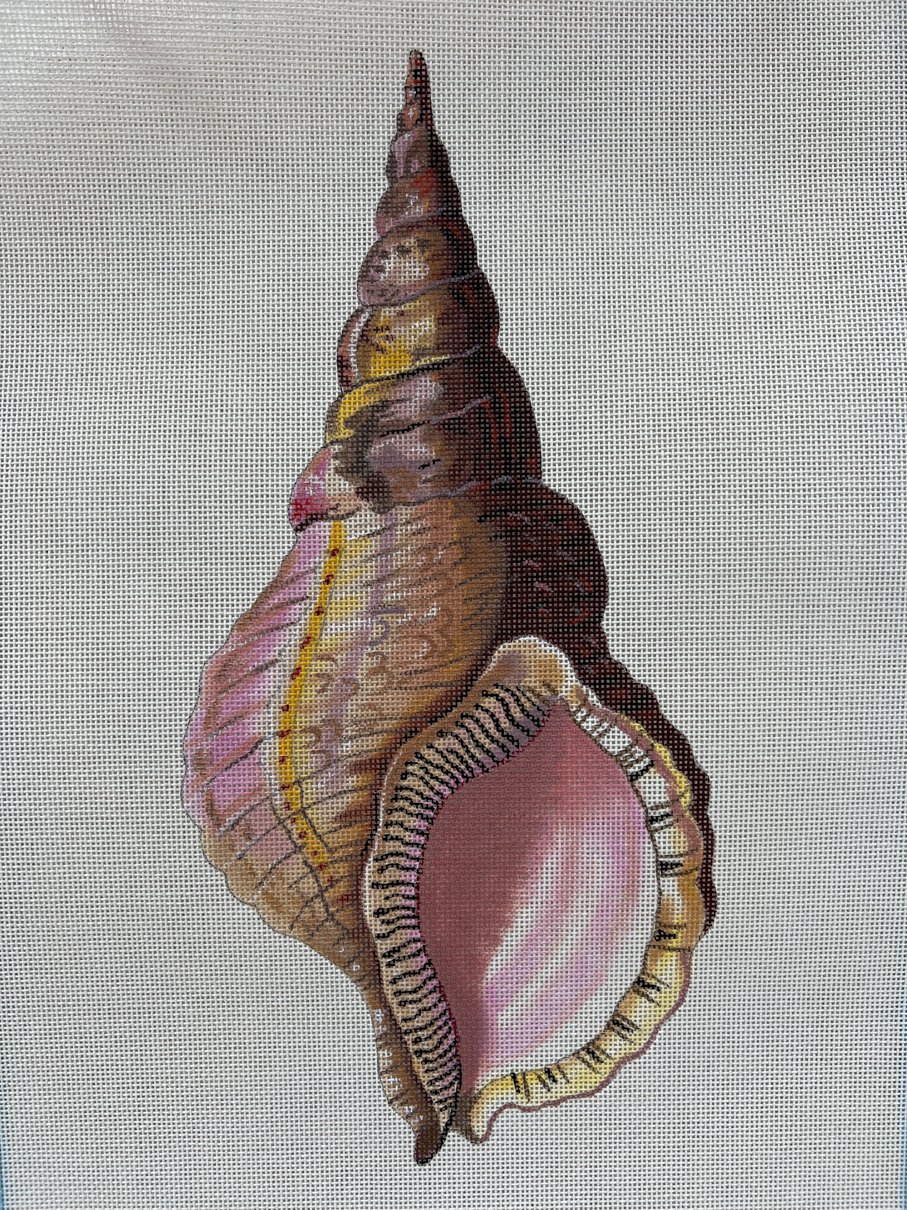 Conch Seashell Front