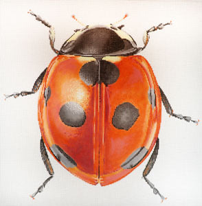 Big Bug Lady Bug